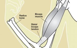 Distal Biceps Anatomy